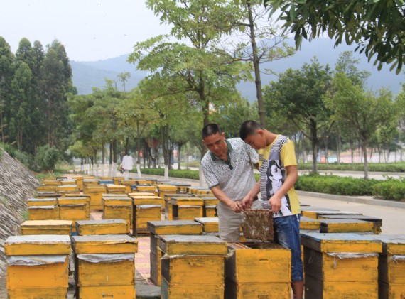 黄晟和黄元农在查看蜜蜂